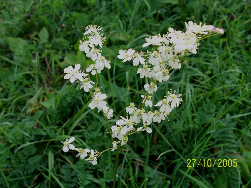 Filipendula vulgaris / Olmaria peperina